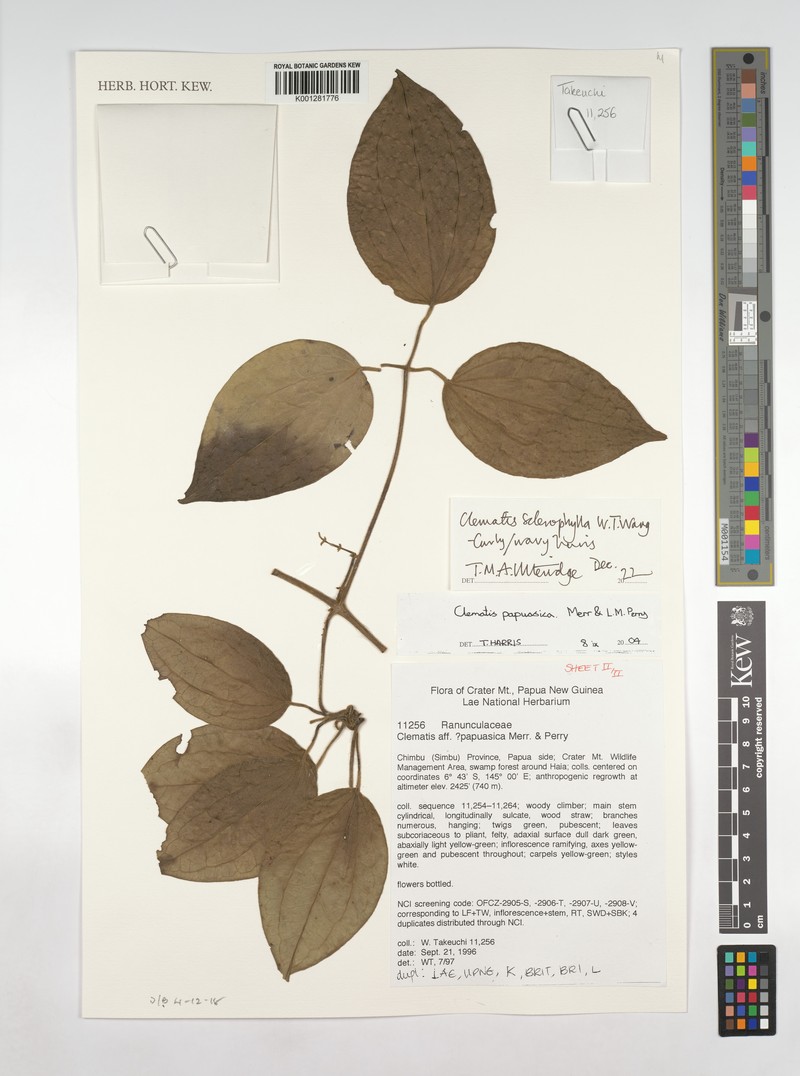 Clematis sclerophylla