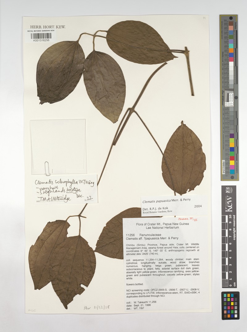 Clematis sclerophylla photo 2