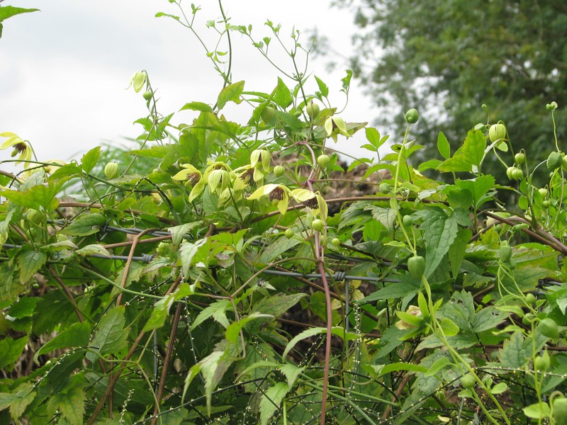 Clematis serratifolia