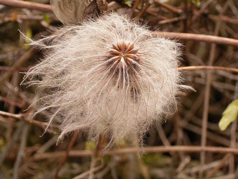 Clematis serratifolia photo 2