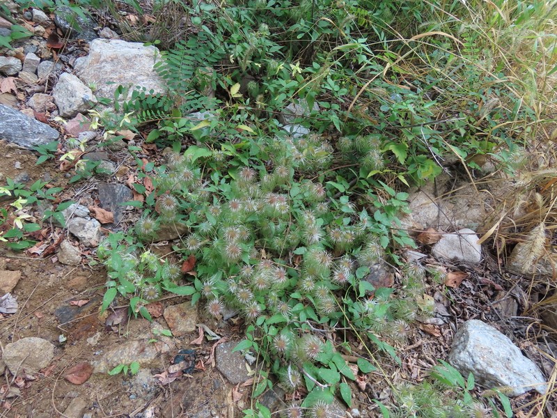 Clematis serratifolia photo 3