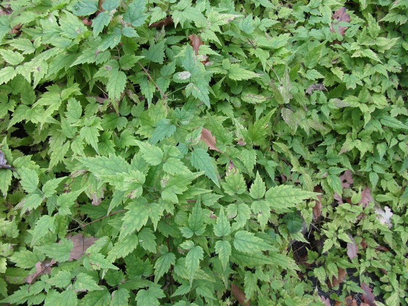 Clematis serratifolia photo 4