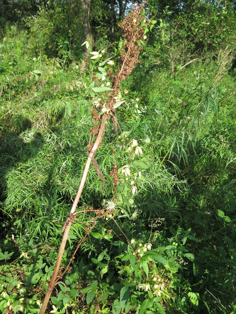 Clematis serratifolia photo 5