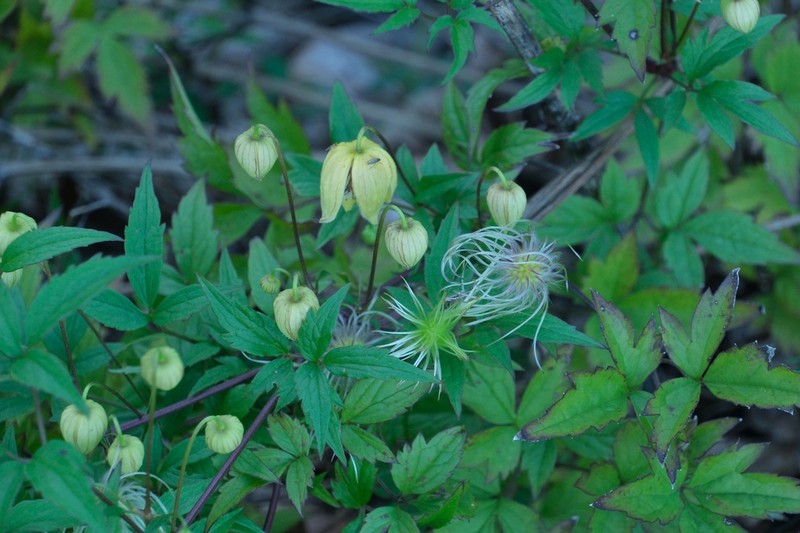Clematis serratifolia photo 6