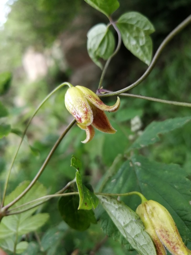 Clematis shenlungchiaensis