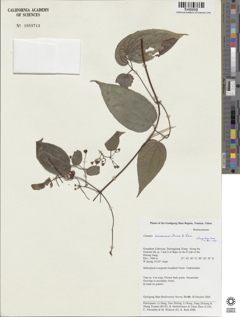 Clematis siamensis