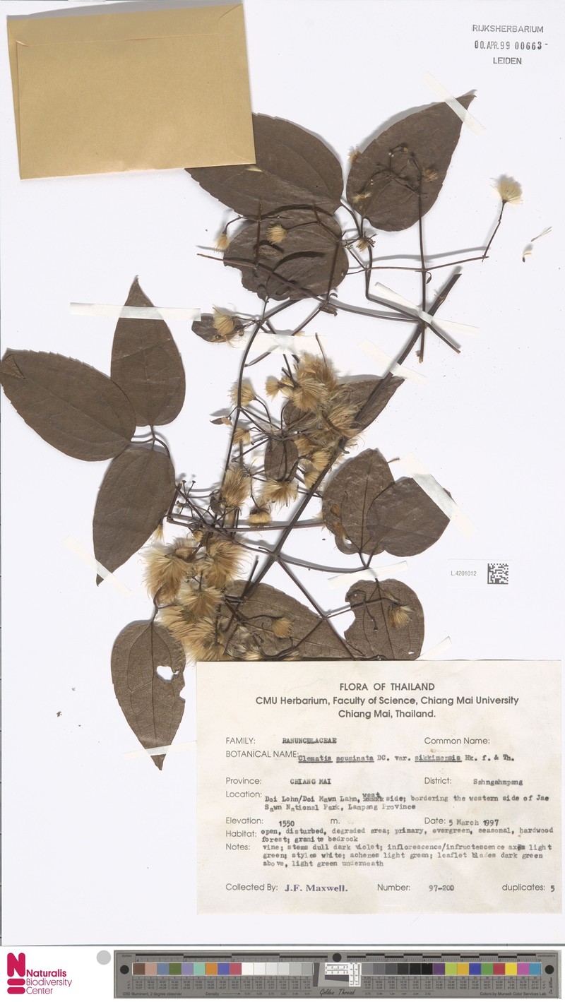 Clematis siamensis photo 3