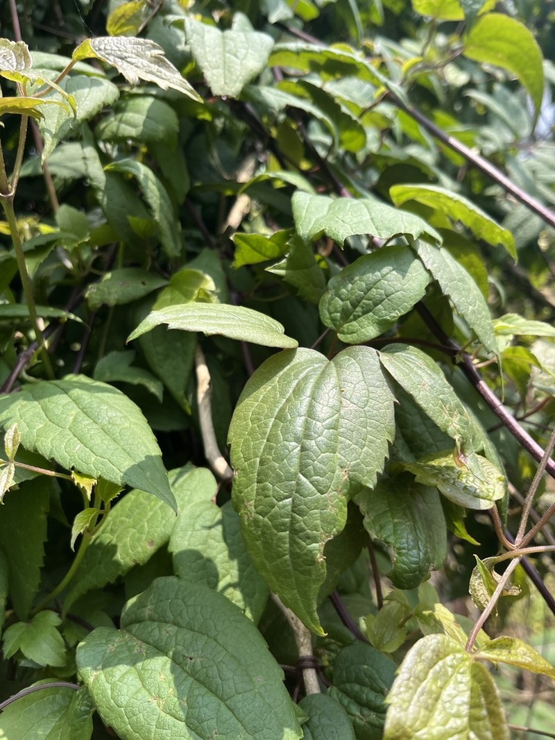 Clematis simensis photo 2