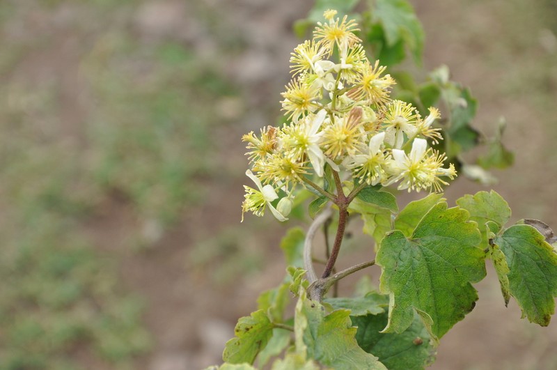 Clematis simensis photo 3