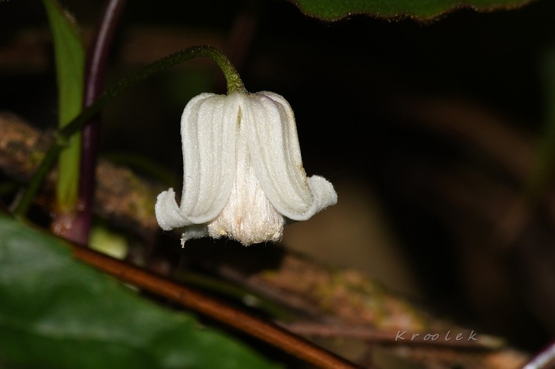 Clematis simensis photo 5