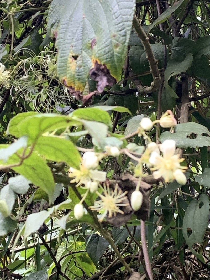 Clematis simensis photo 6