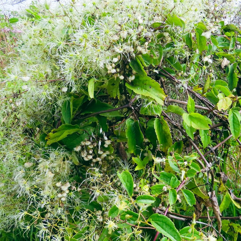 Clematis simensis photo 7
