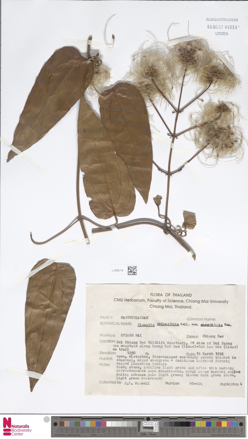 Clematis smilacifolia subsp. smilacifolia