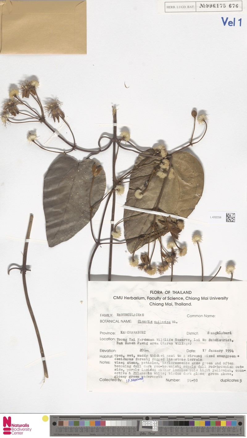 Clematis smilacifolia subsp. smilacifolia photo 2