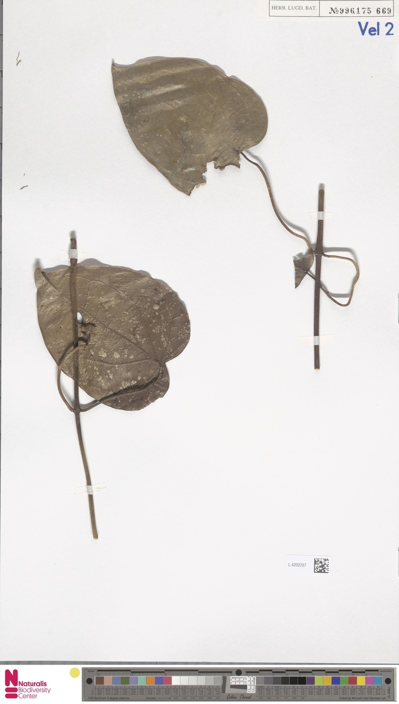Clematis smilacifolia subsp. smilacifolia photo 3