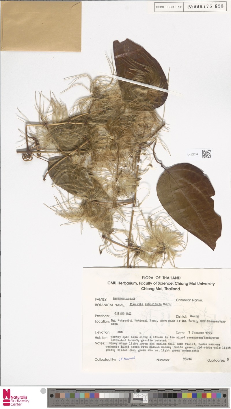 Clematis smilacifolia subsp. smilacifolia photo 4