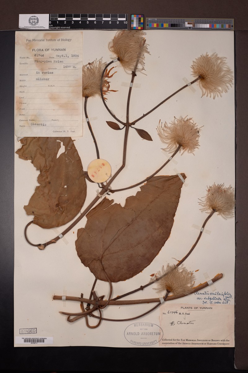 Clematis smilacifolia var. peltata photo 2