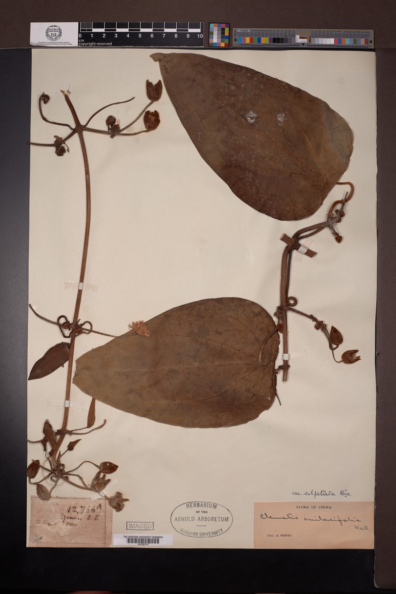 Clematis smilacifolia var. peltata photo 3
