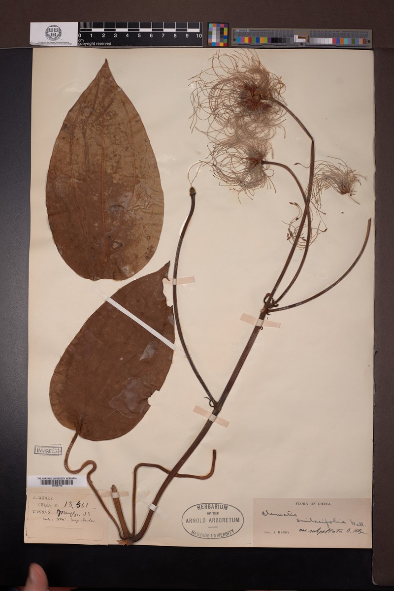 Clematis smilacifolia var. peltata photo 4