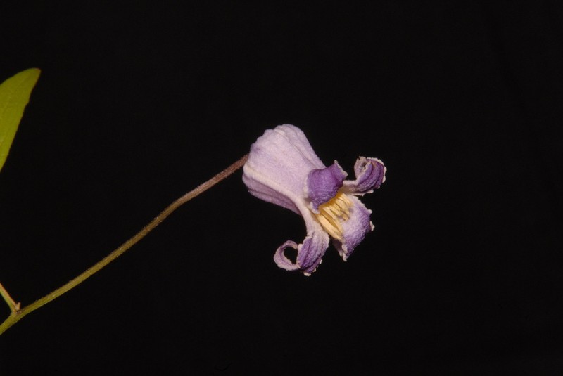 Alabama Leather Flower photo 4