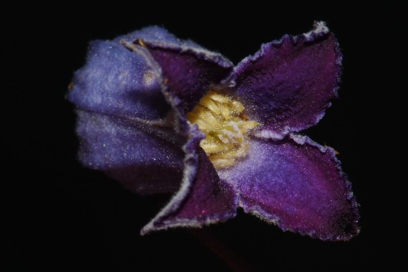 Alabama Leather Flower photo 6