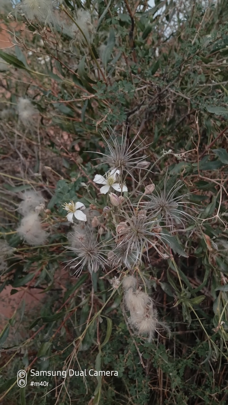Clematis songorica