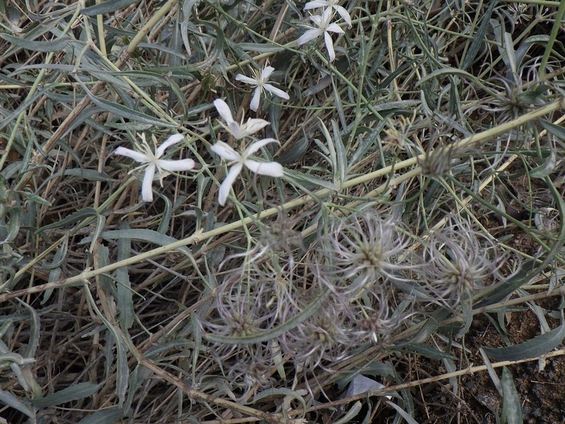 Clematis songorica photo 2