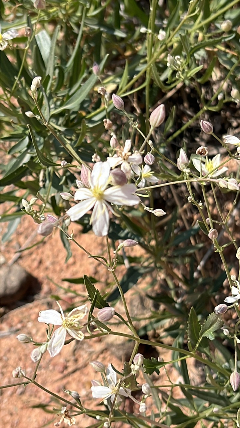 Clematis songorica photo 4