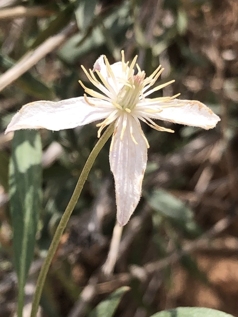 Clematis songorica photo 5