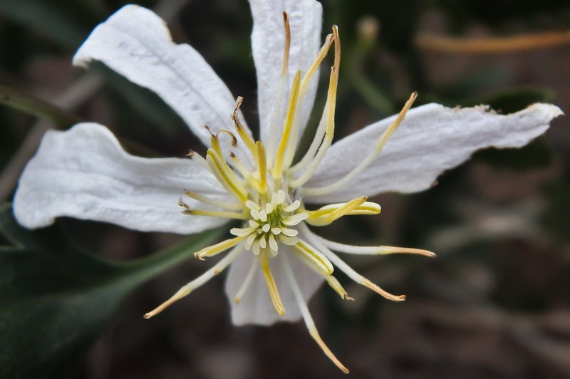 Clematis songorica photo 7