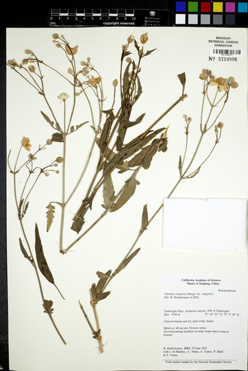 Clematis songorica var. songorica