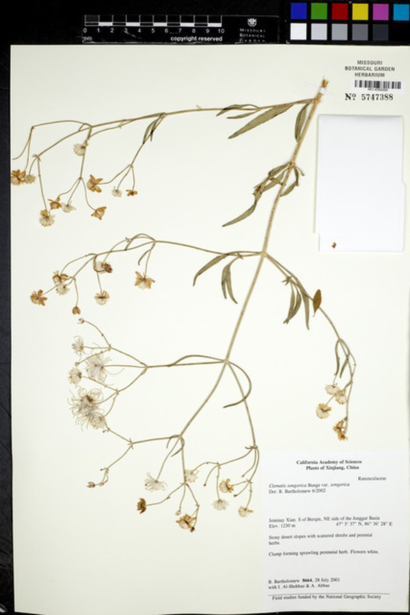 Clematis songorica var. songorica photo 2