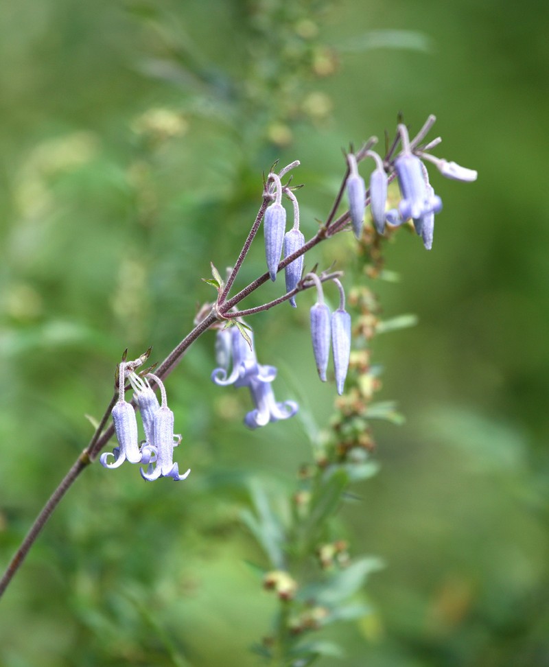Clematis stans
