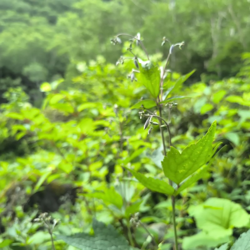 Clematis stans photo 2