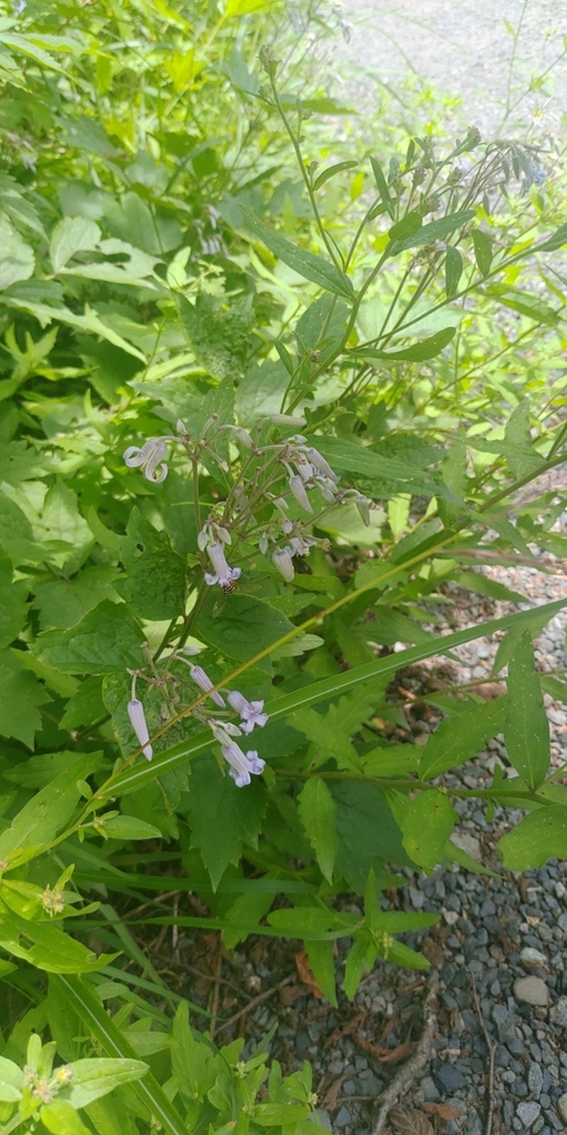 Clematis stans photo 3