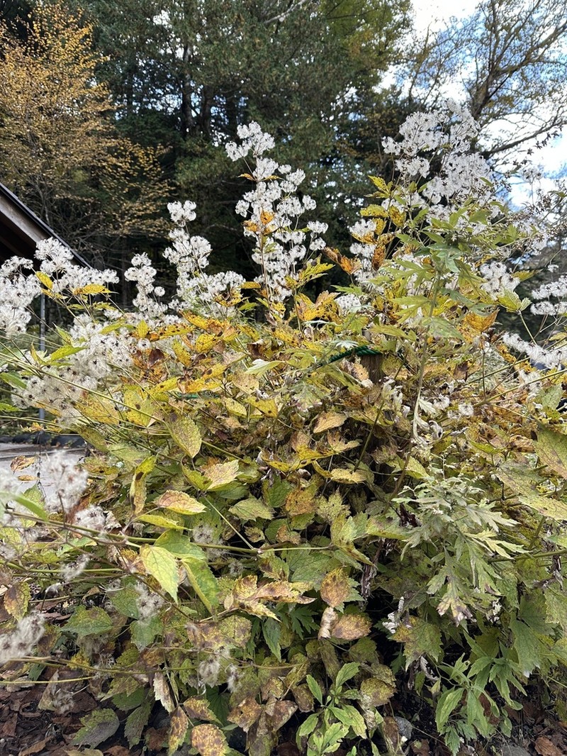 Clematis stans photo 4