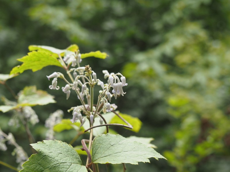 Clematis stans photo 5