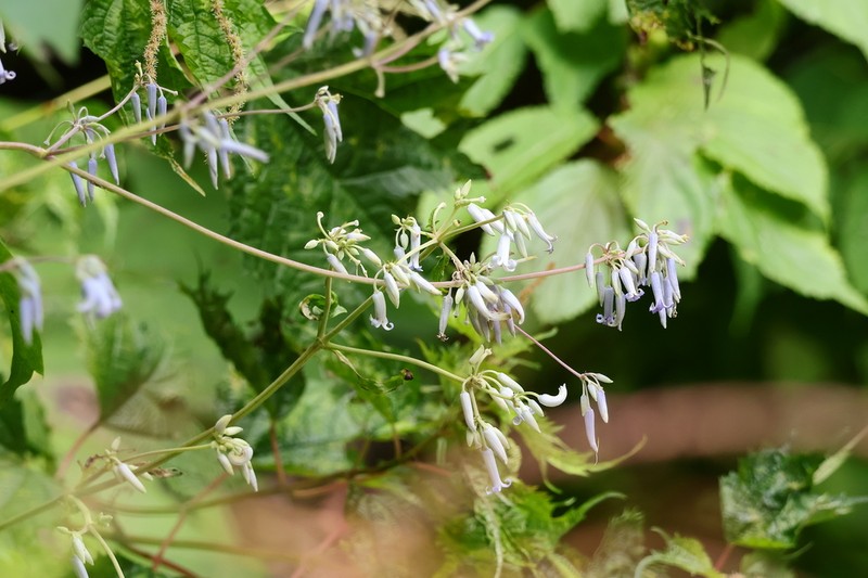 Clematis stans photo 7