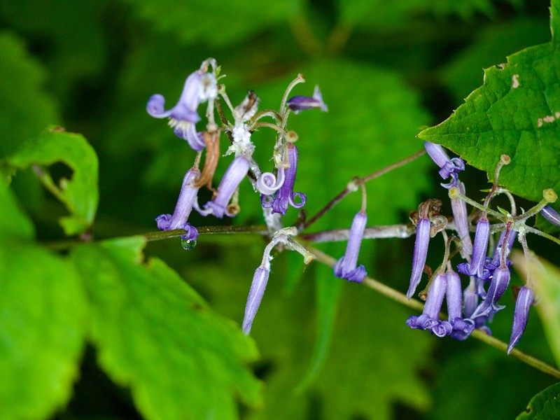 Clematis stans photo 8