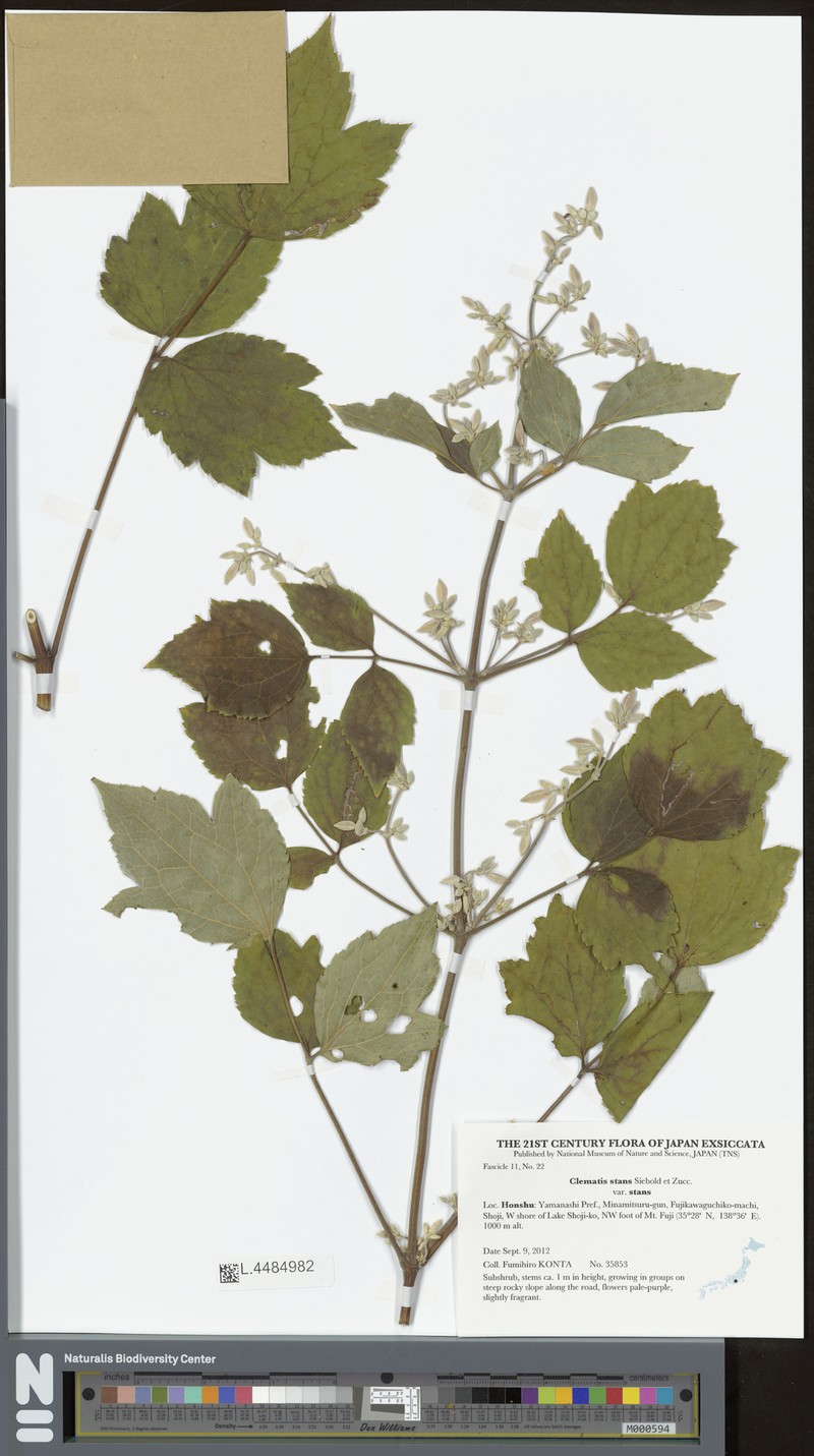 Clematis stans var. stans