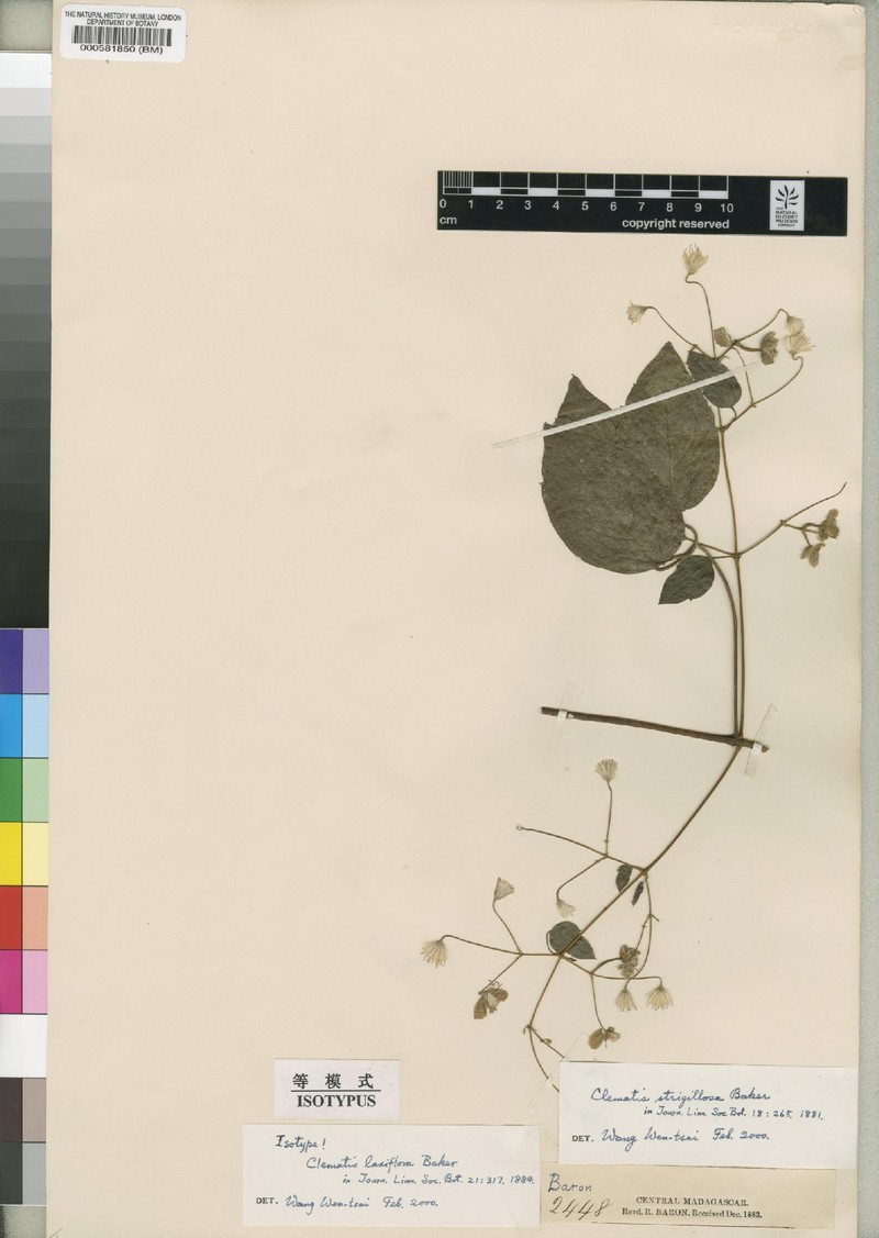 Clematis strigillosa