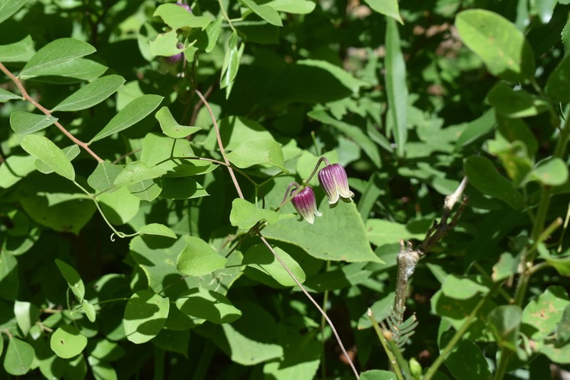 Clematis subreticulata