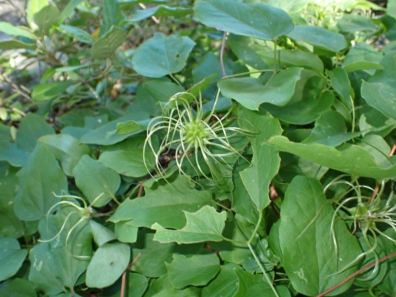 Clematis subreticulata photo 2