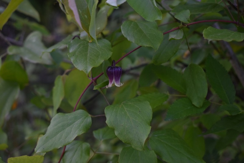 Clematis subreticulata photo 3