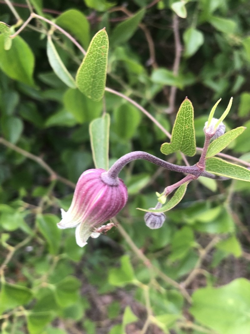 Clematis subreticulata photo 4