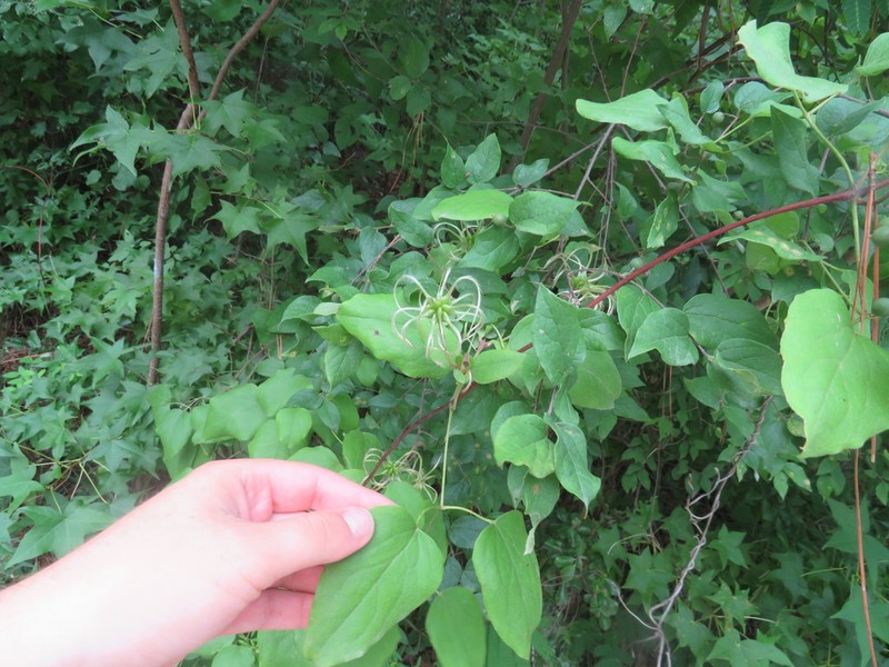 Clematis subreticulata photo 5