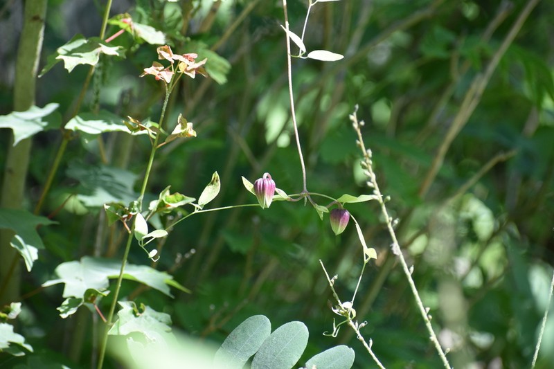 Clematis subreticulata photo 6