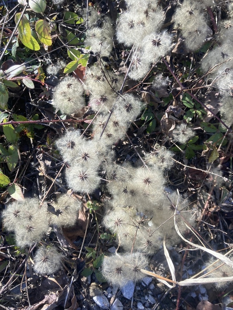 Clematis subreticulata photo 7