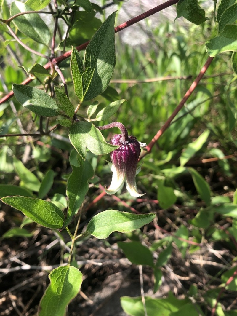Clematis subreticulata photo 8