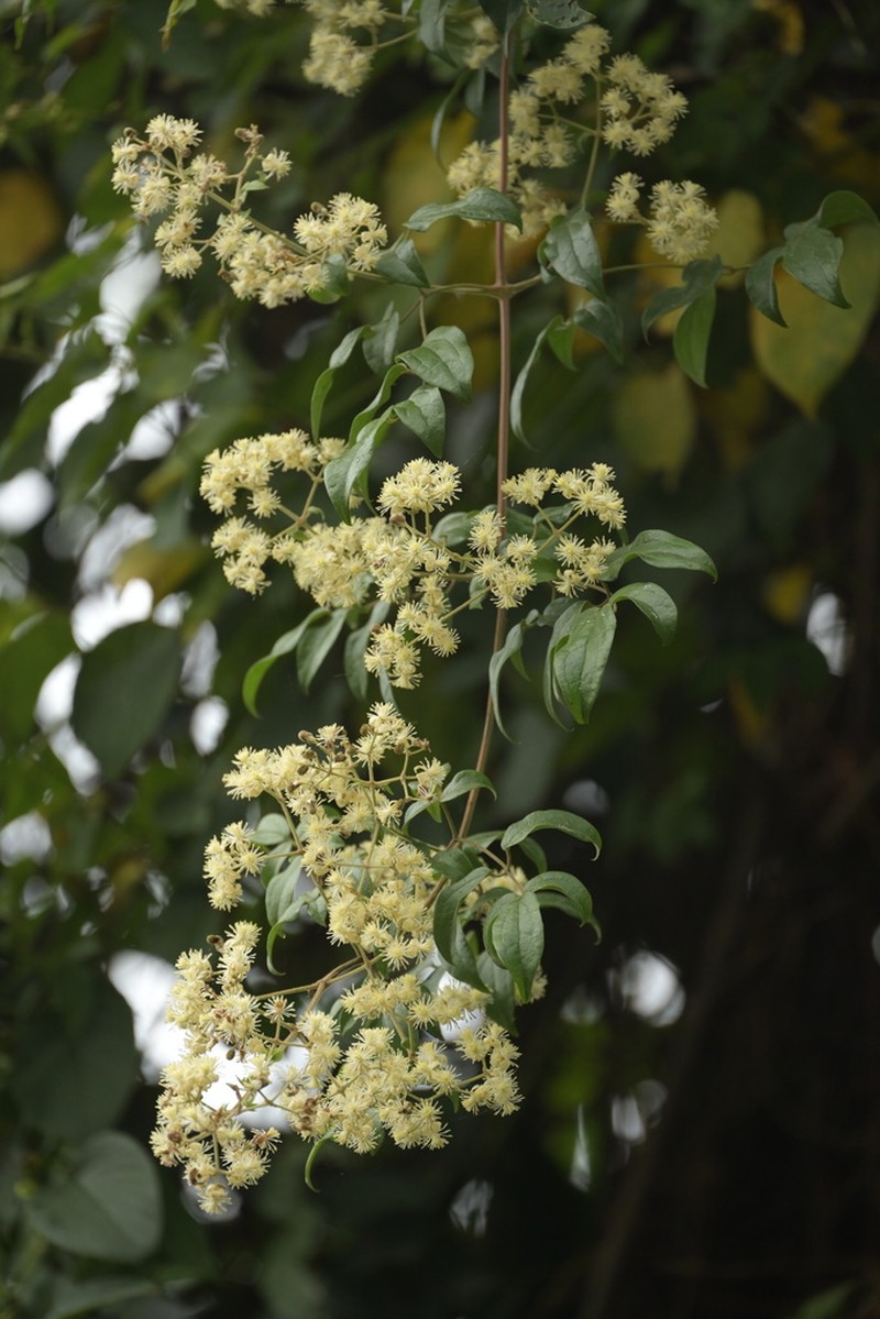 Clematis subumbellata